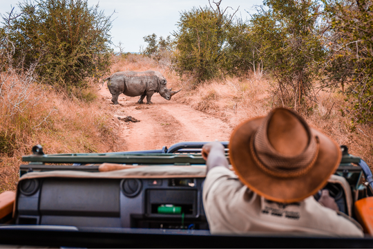 Safari Jeep mit Blick auf ein Nashorn
